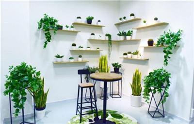南京綠植租擺